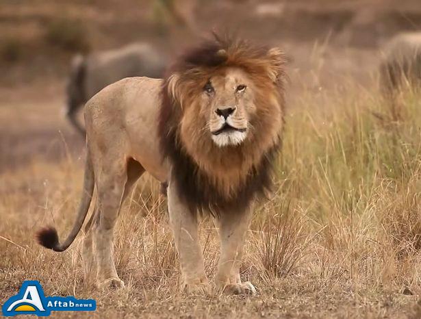 عکس| مرگ معروف‌ترین شیر جهان
