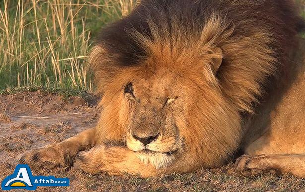 عکس| مرگ معروف‌ترین شیر جهان