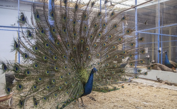 تصاویر| مزرعه پرورش طاووس در ساری