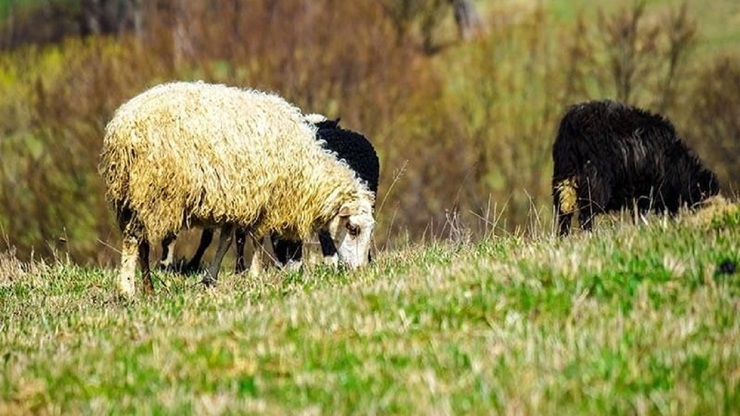 چگونگی پرورش گوسفند در ایران