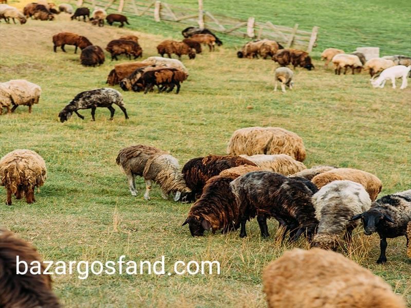 چگونگی پرورش گوسفند در ایران چگونگی پرورش گوسفند در ایران