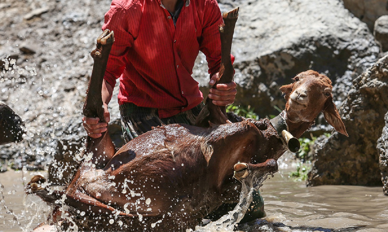 تصاویر| شست‌وشوی گوسفند‌ان در کلات