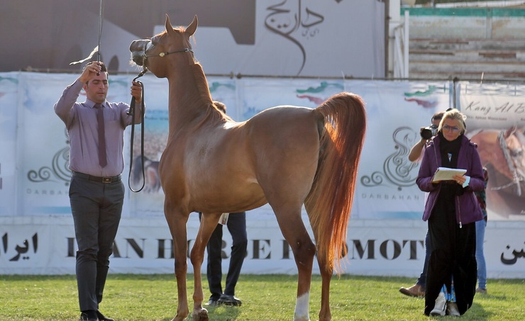 تصاویر| جشنواره زیبایی اسب در اردبیل