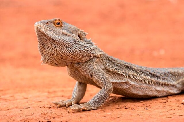 ۳ حیوان که در طراحی ساختمانهای هوشمند الهام بخش هستند ۳ حیوان که در طراحی ساختمانهای هوشمند الهام بخش هستند