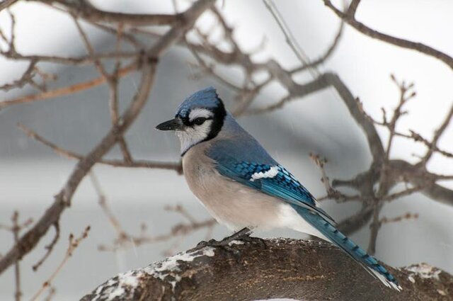 ۳ حیوان که در طراحی ساختمانهای هوشمند الهام بخش هستند ۳ حیوان که در طراحی ساختمانهای هوشمند الهام بخش هستند