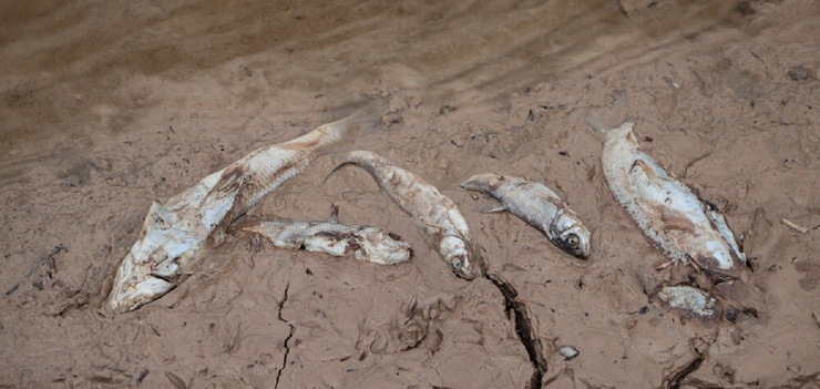 تصاویر| مرگ ماهی‌ها در رودخانه قزل اوزن