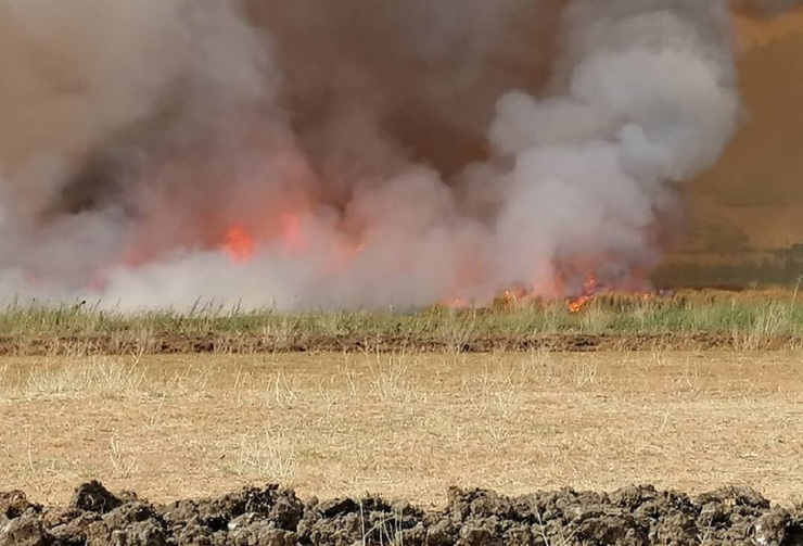 آتش‌سوزی نیزارهای دریاچه زریوار مریوان مهار شد