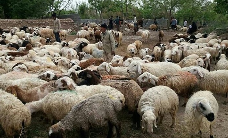کاهش ۳۵ درصدی تقاضای گوشت/ گوسفند زنده کیلویی چند؟