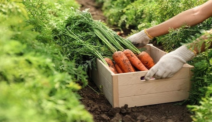 چرا هویج ناگهان کمیاب و گران شد؟