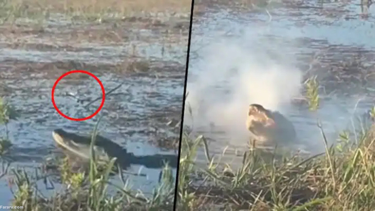 فیلم| تمساح یک پهپاد را شکار کرد!