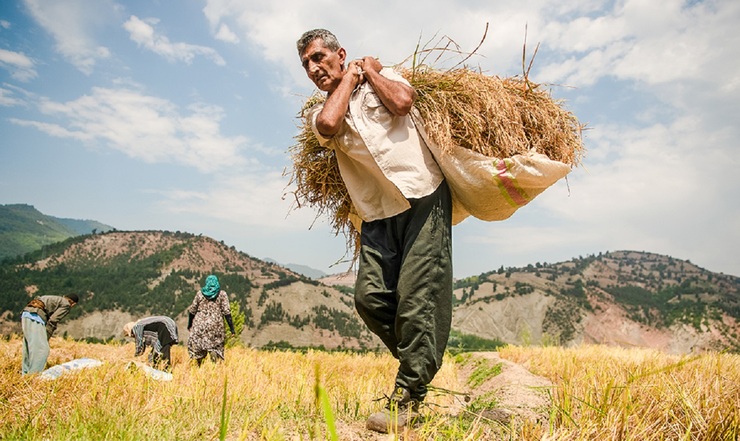تصاویر| برداشت سنتی برنج در شالیزار‌های مازندران