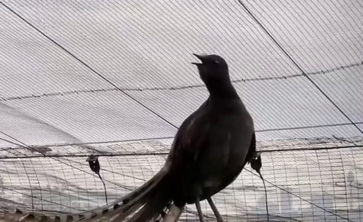 فیلم| پرنده‌ای که مقلد صدای گریه نوزاد است!