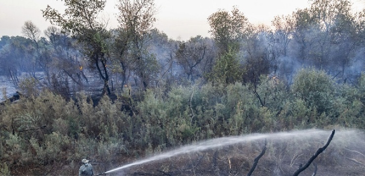 تصاویر| آتش‌سوزی در جنگل‌های کرخه و سایت گوزن زرد ایرانی