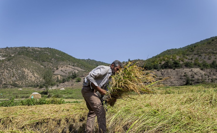 تصاویر| برداشت سنتی برنج در مازندران