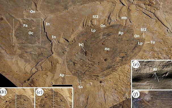 عکس| کشف جانور مرموز متعلق به ۵۰۰ میلیون سال قبل