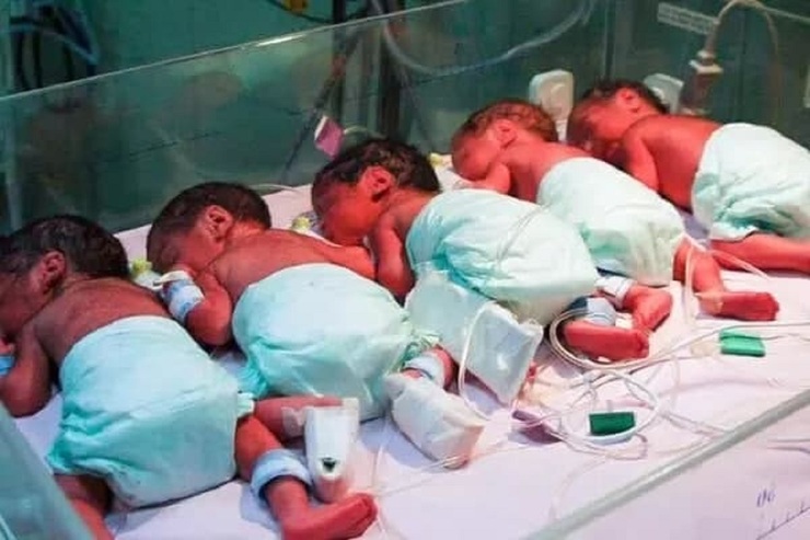 عکس| ۵ قلوهای مادر شیرازی به دنیا آمدند