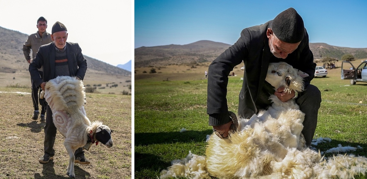 تصاویر| پشم‌چینی گوسفندان در رودبار