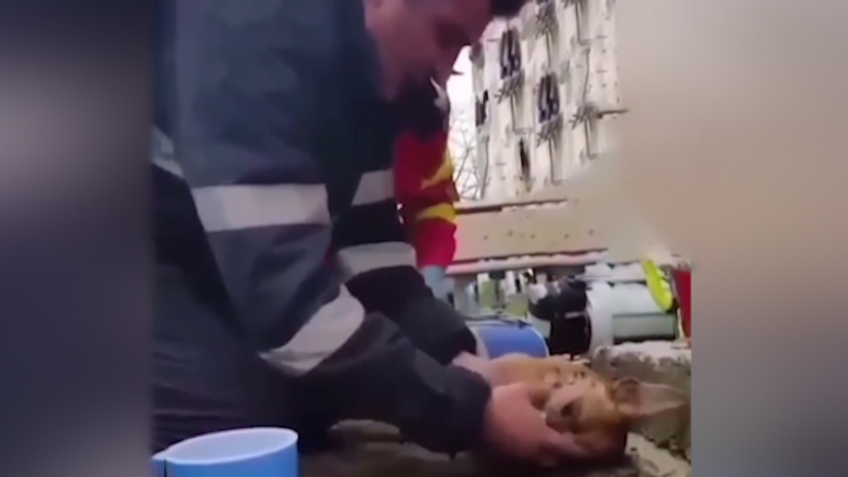 فیلم| احیای سگ پس از رهایی از آتش سوزی توسط آتش نشان فداکار