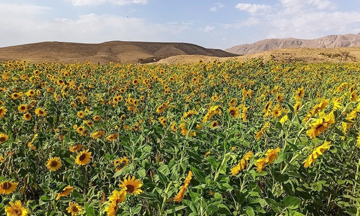 تصاویر| مزارع گل آفتابگردان در تاکستان قزوین