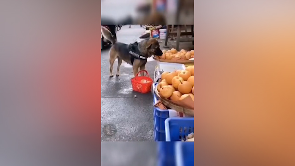 فیلم| سیب خریدن سگ از میوه فروشی!