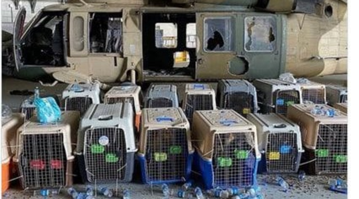 فیلم| سرنوشت تلخ سگ‌های آمریکایی بازمانده در افغانستان
