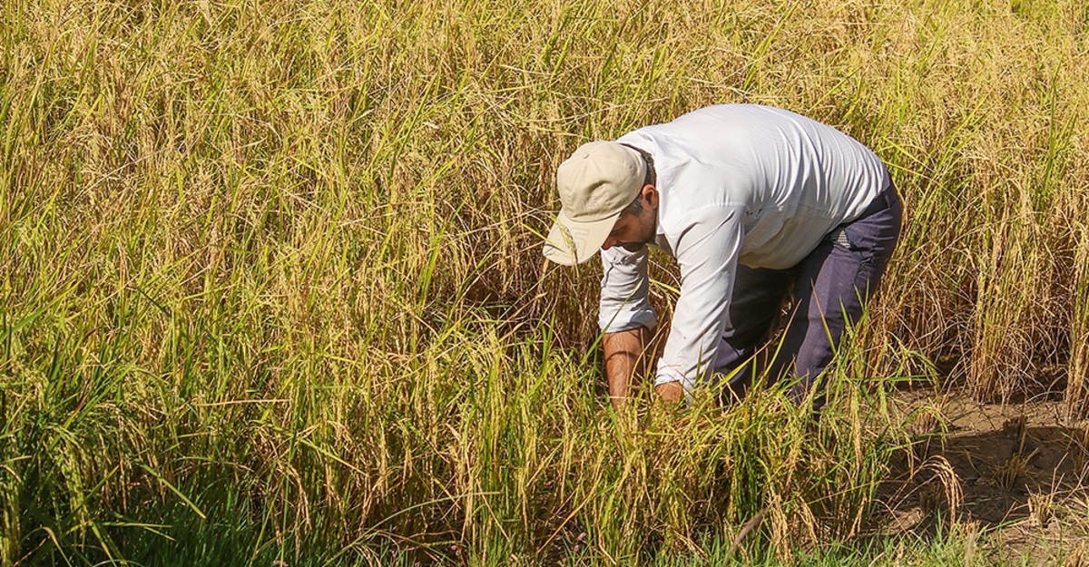 تصاویر| برداشت برنج از شالیزار‌های الموت