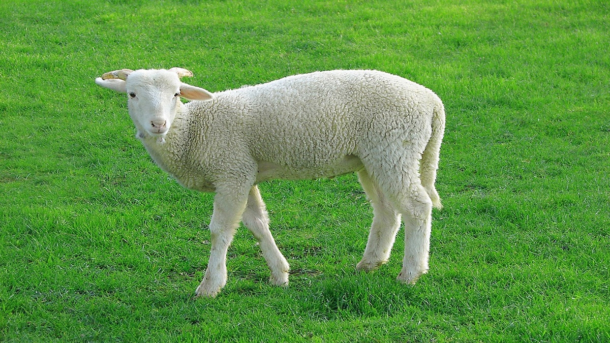 فیلم| گوسفندی که هنگام گرفتن لایو به غذای چوپان دستبرد زد