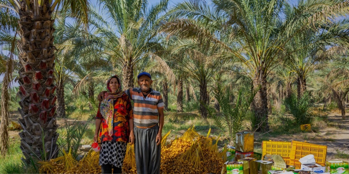تصاویر| برداشت خرما در نخلستان‌های بوشهر