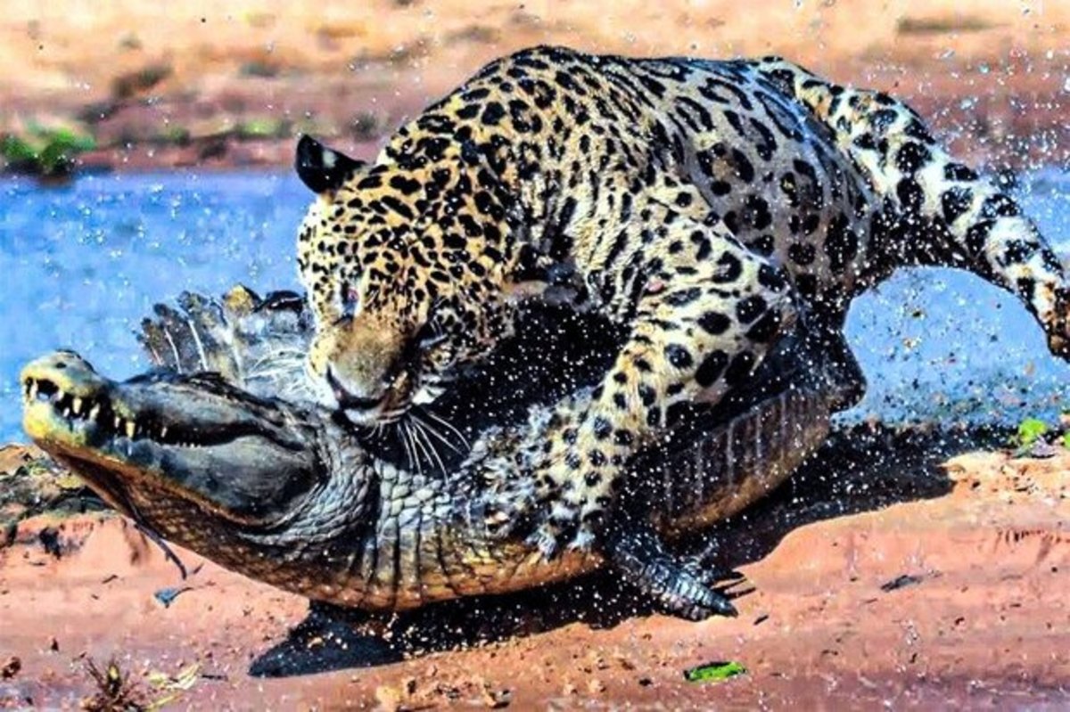 فیلم| صحنه‌هایی نادر از حمله مرگبار دو پلنگ به یک تمساح