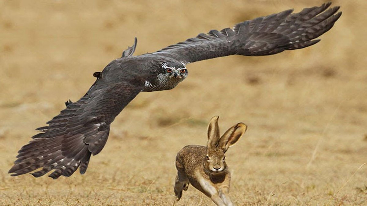 فیلم| حمله شاهین قدرتمند به خرگوش