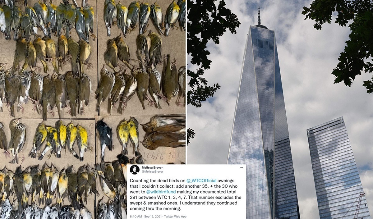 فیلم| مرگ پرندگان بر اثر برخورد با آسمان خراش‌های نیویورک