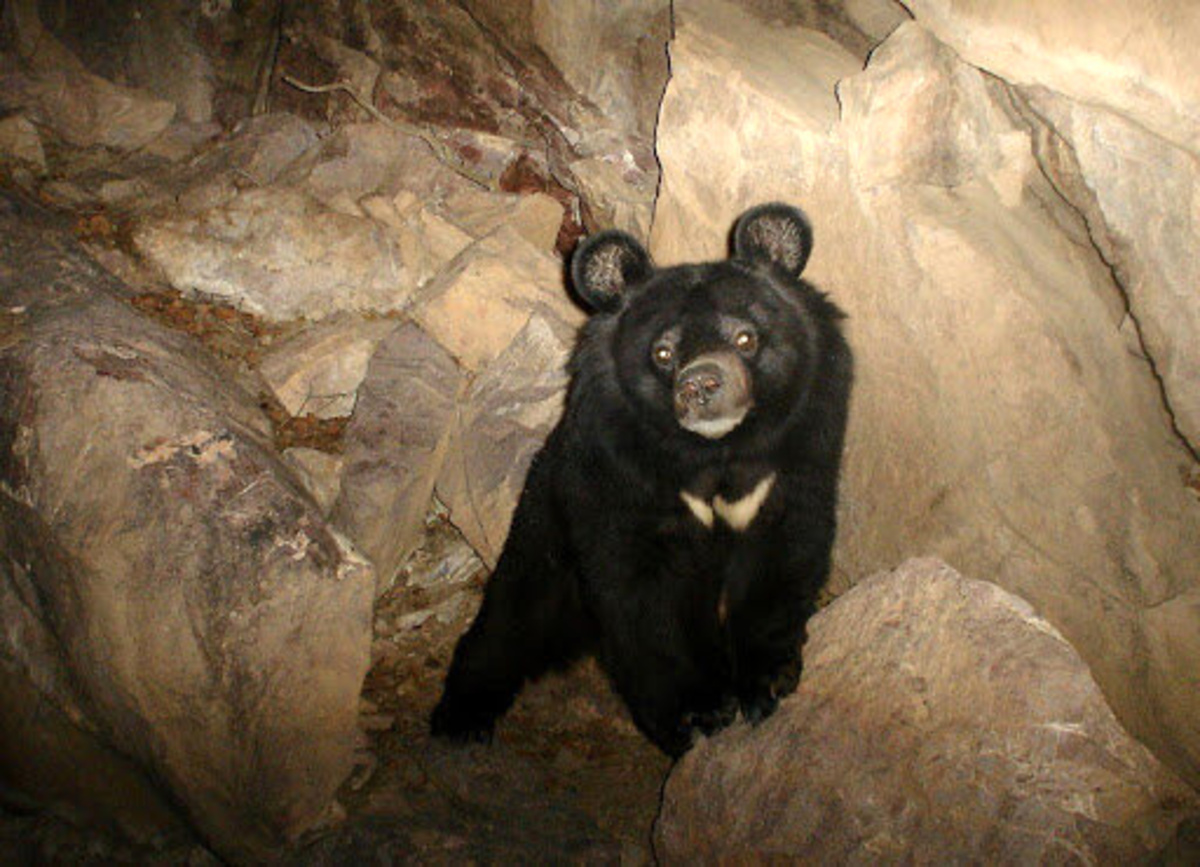 ماجرای مرگ خرس سیاه بلوچی