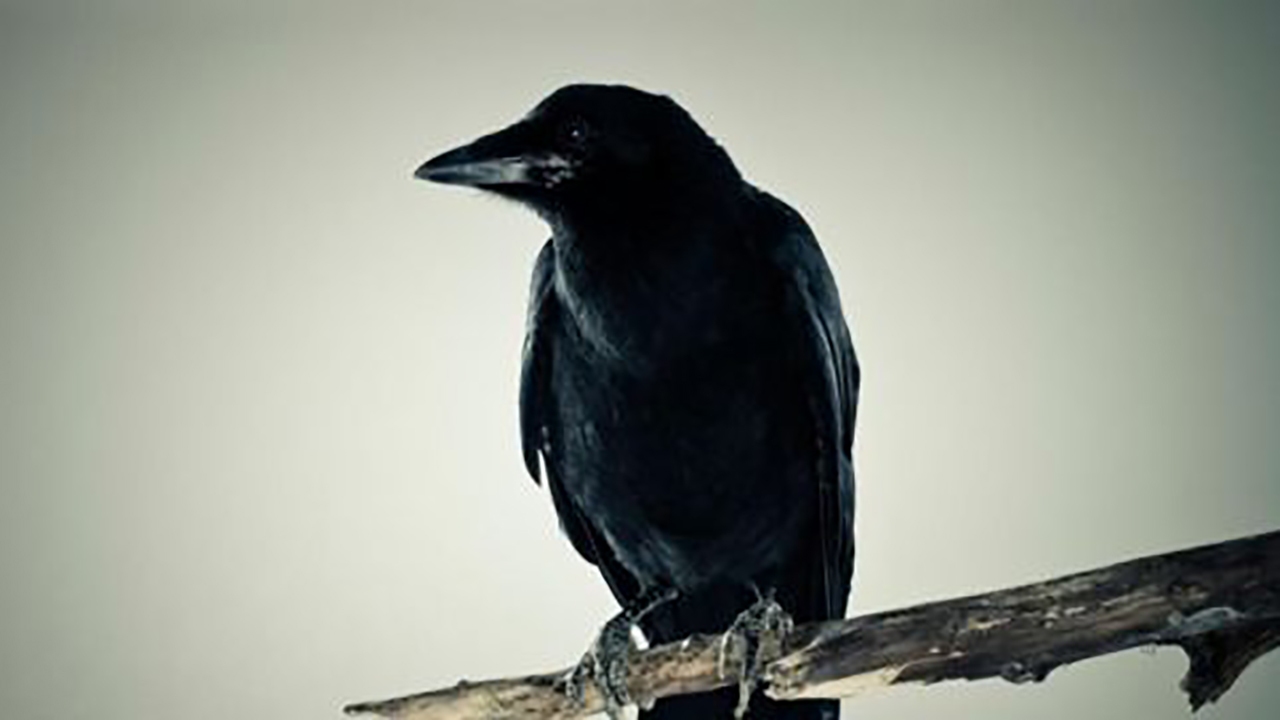 فیلم| کلاغ مخصوص مبارزه با مواد مخدر