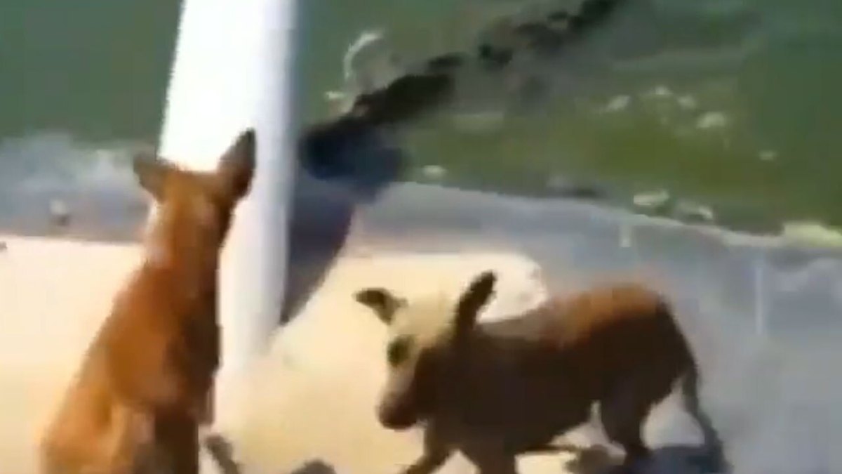 فیلم| شکار ناگهانی سگ توسط کروکدیل گرسنه