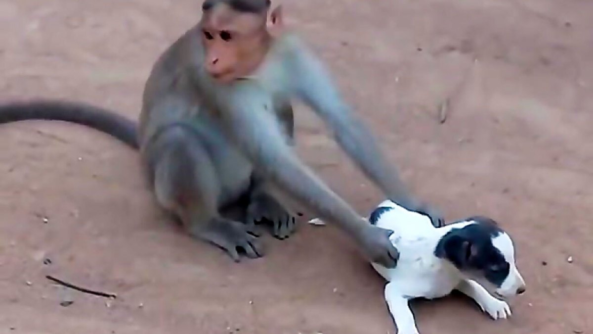 فیلم| سرقت سگ توسط میمون وحشی!