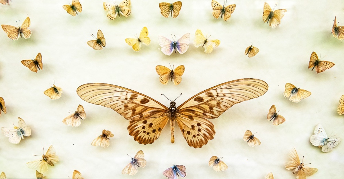 تصاویر| باغ موزه پروانه‌ها در اصفهان