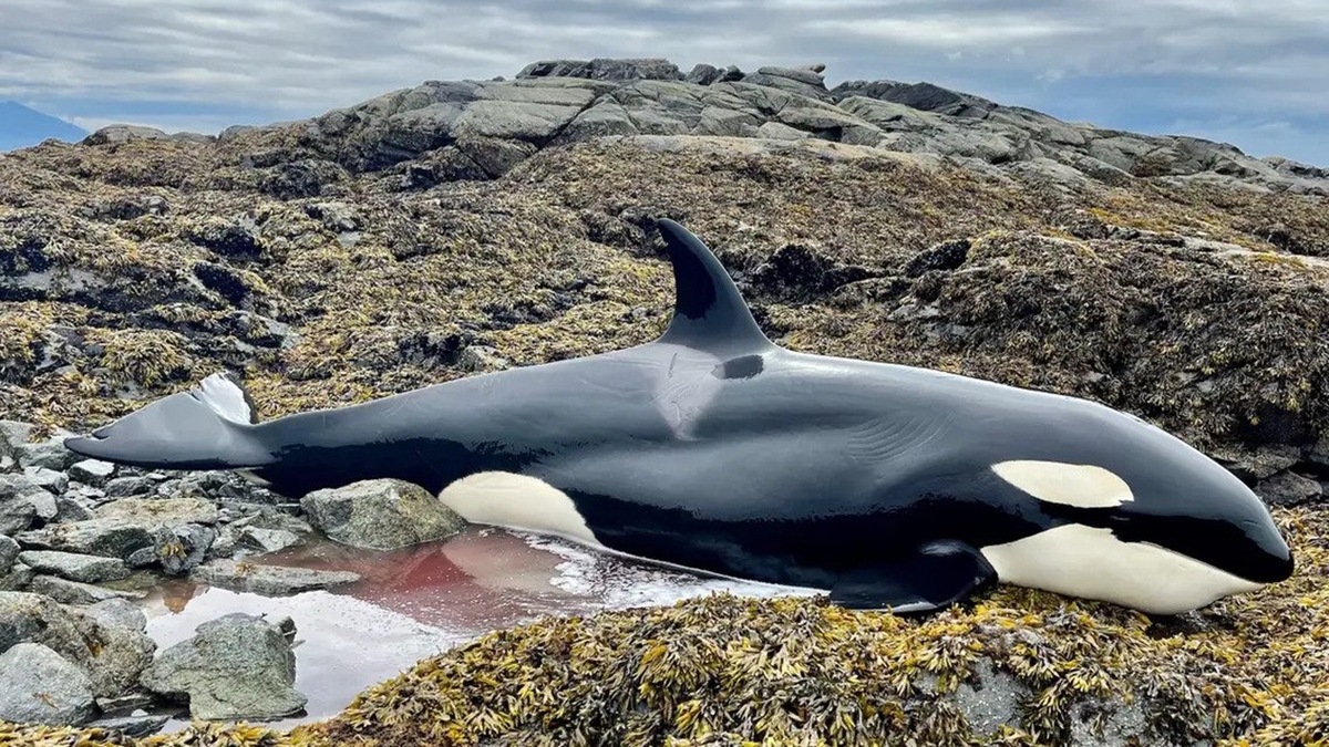 فیلم| عملیات نجات بچه نهنگ قاتل