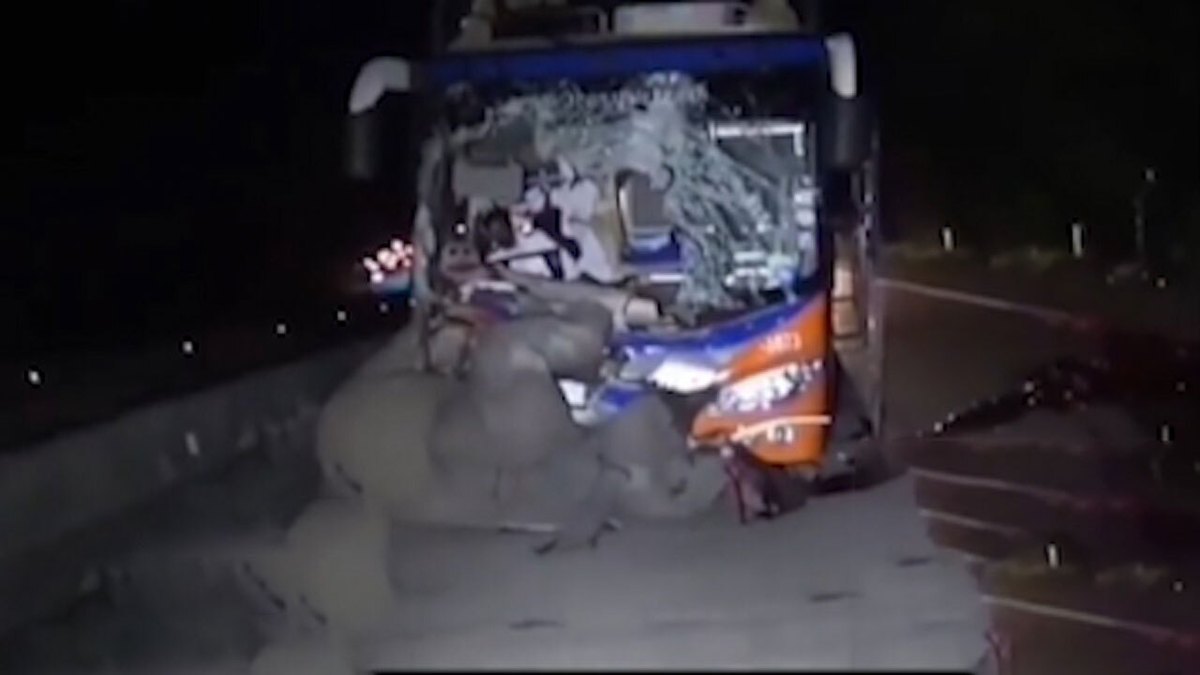 فیلم| لحظه تصادف شدید فیل با اتوبوس