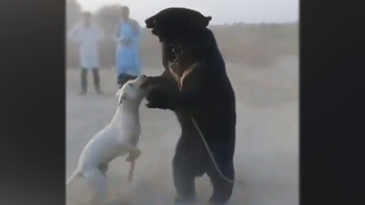 فیلم| تماشای نبرد سگ وحشی و خرس!