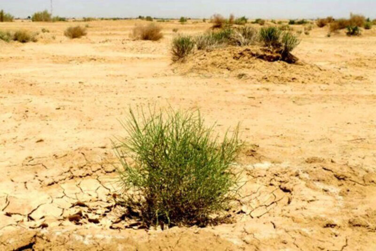 فیلم| ترفند جالب کویت برای بیابان‌زدایی با درخت‌کاری