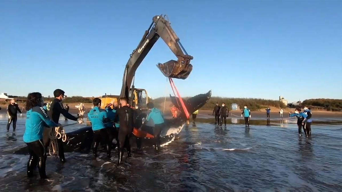 فیلم| نجات دو نهنگ گوژپشت از سواحل بوئنوس آیرس
