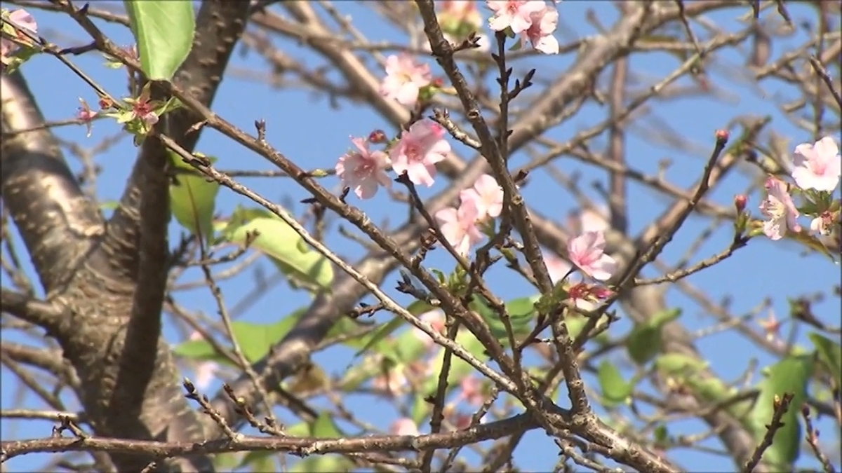فیلم| شکوفه کردن پاییزی درختان گیلاس در ژاپن