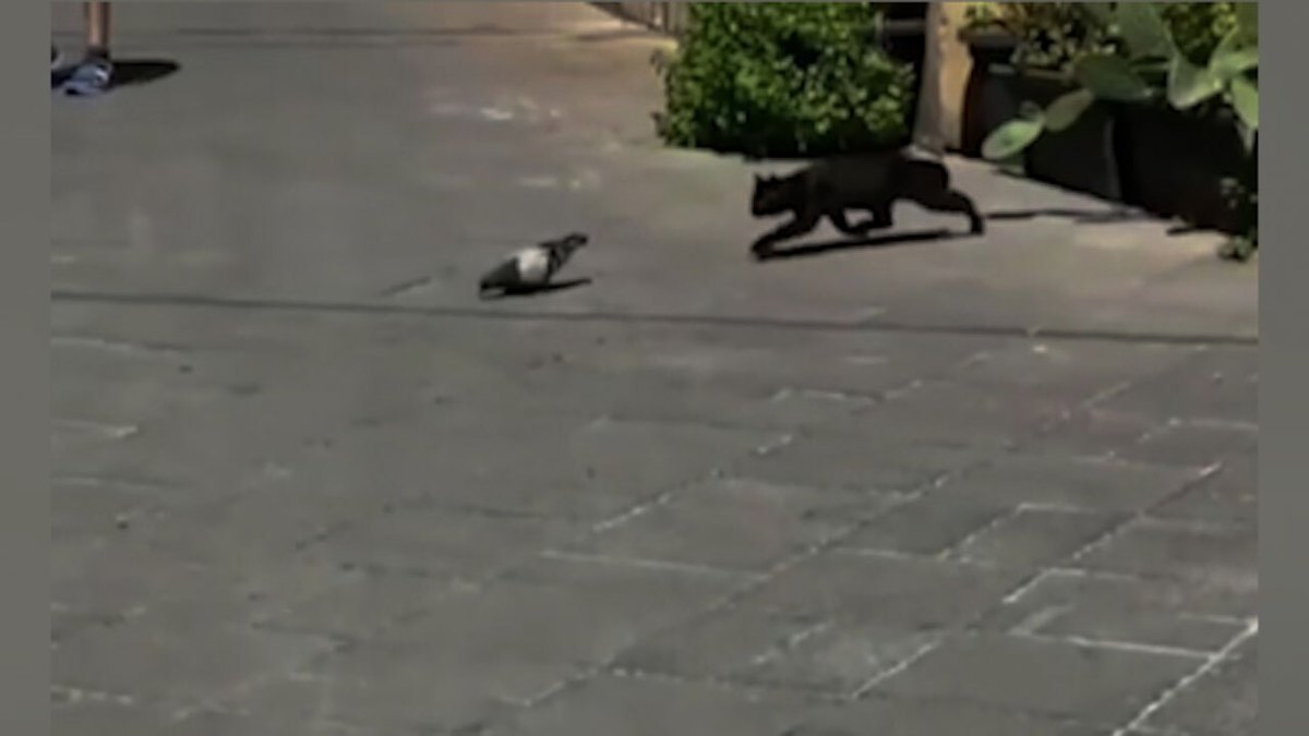 فیلم| حمله دیدنی گربه به کبوتر
