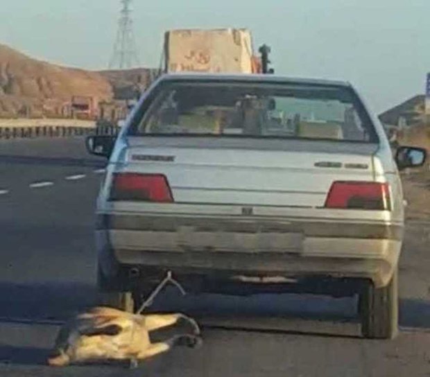 فرد حیوان آزار در نصیر شهر دستگیر شد فرد حیوان آزار در نصیر شهر دستگیر شد
