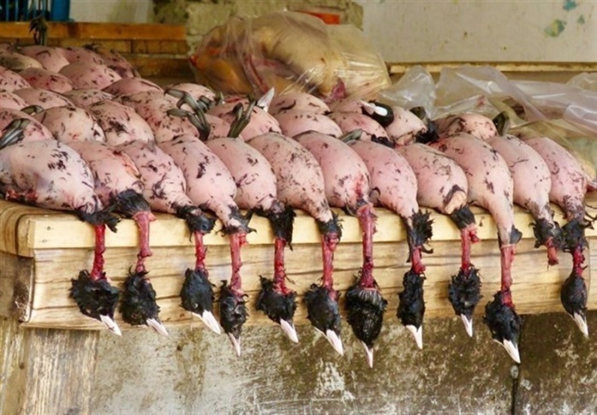 قتل عام پرندگان مهاجر در ایران