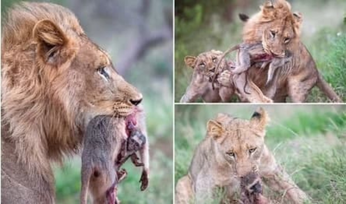 هشدار تصاویر آزاردهنده| صحنه‌هایی تلخ از شکار بچه میمون و مادرش توسط شیرها