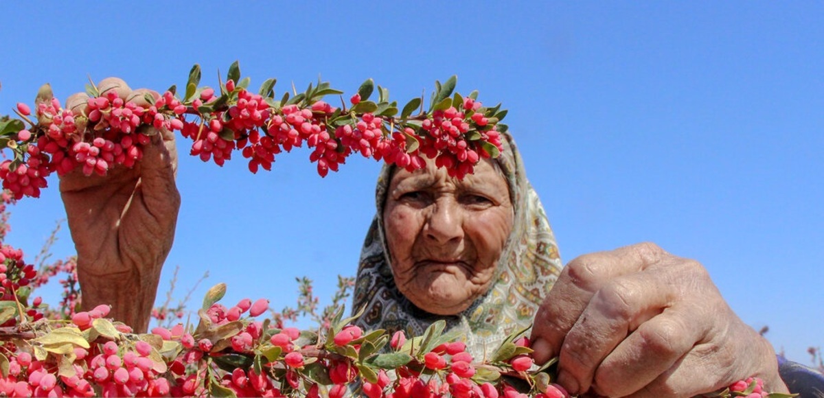 تصاویر| برداشت زرشک در خراسان جنوبی