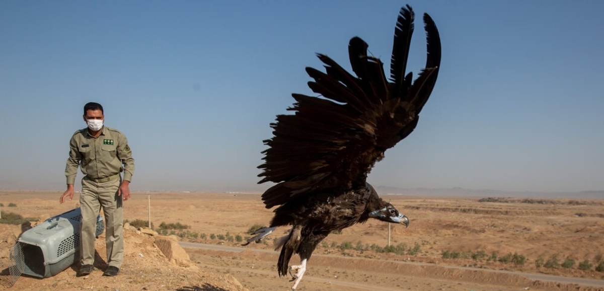 تصاویر| آزاد سازی پرندگان شکاری در قم