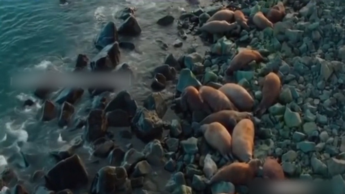 فیلم| لحظه سقوط دسته جمعی و دردناک گرازهای دریایی
