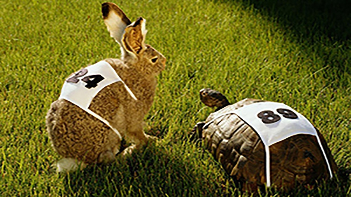 فیلم| مسابقه جالب خرگوش و لاکپشت در دنیای واقعی